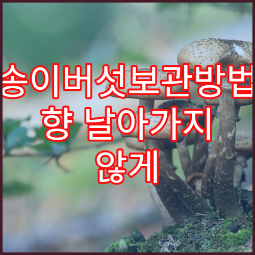 송이버섯보관방법 향 날아가지 않게 오래 보관하는 꿀팁