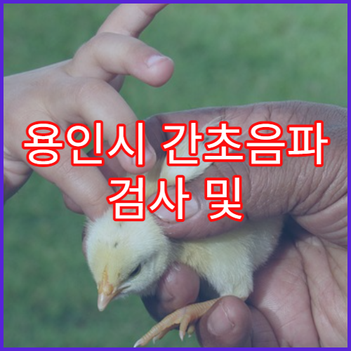 용인시 간초음파 검사 및 간건강 관리 병원