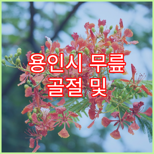 용인시 무릎 골절 및 연골 손상 치료 병원