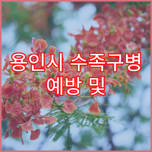 용인시 수족구병 예방 및 치료 병원