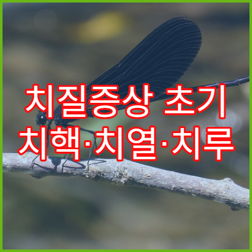 치질증상 초기 치핵·치열·치루 구분하는 방법