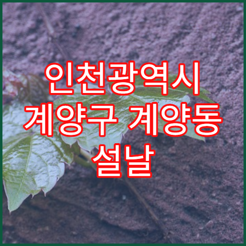 인천광역시 계양구 계양동 설날 명절 당번약국 오픈 정보 한눈에