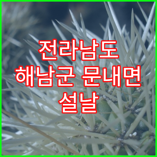 전라남도 해남군 문내면 설날 명절 연휴 당번 약국 문내면사무소·문내초등학교 인근 24시간 약국