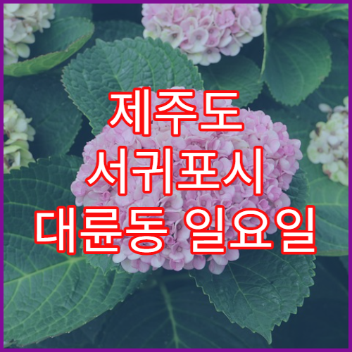 제주도 서귀포시 대륜동 일요일 당번약국 해열제·소화제 상담 가능