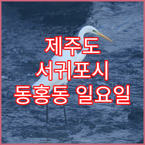 제주도 서귀포시 동홍동 일요일 당직 약국 비타민·영양제 구입 가능