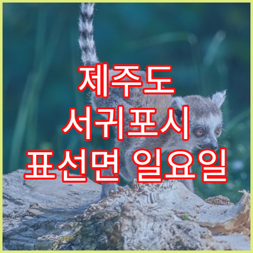 제주도 서귀포시 표선면 일요일 영업 약국 근육통약·소염진통제 판매