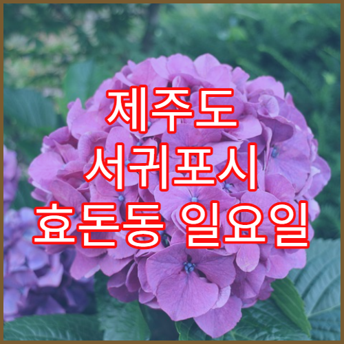 제주도 서귀포시 효돈동 일요일 문 여는 약국 장염약·지사제 상담