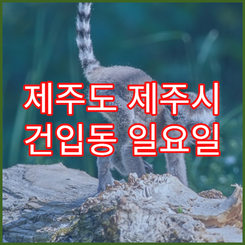 제주도 제주시 건입동 일요일 문 여는 약국 진통제·감기약 구매 가능