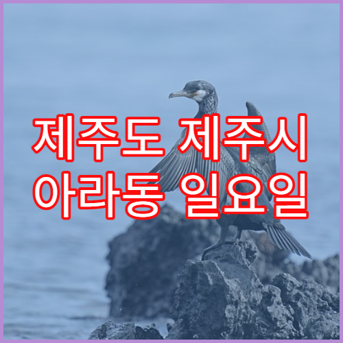 제주도 제주시 아라동 일요일 영업 약국 비타민·영양제 구매 안내
