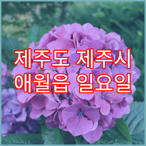 제주도 제주시 애월읍 일요일 문 여는 약국 여행자 상비약 판매