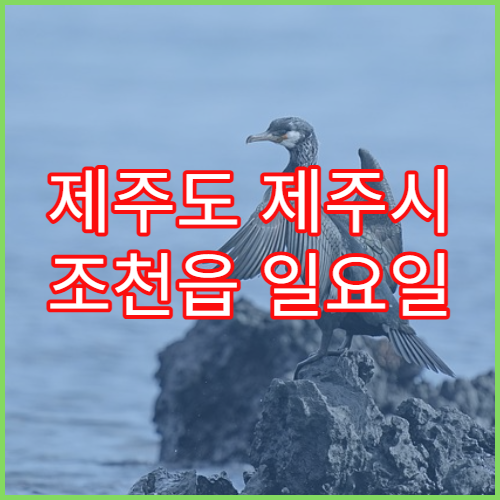 제주도 제주시 조천읍 일요일 당직 약국 상비약·비타민 판매