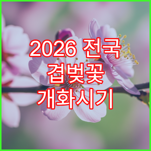 2026 전국 겹벚꽃 개화시기 및 겹벚꽃 명소 베스트 3 (불국사, 완산공원)