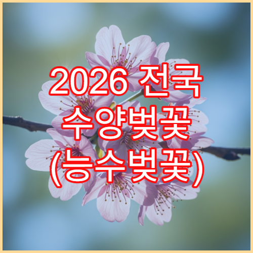 2026 전국 수양벚꽃 (능수벚꽃) 개화 시기 및 사진 명소 현황