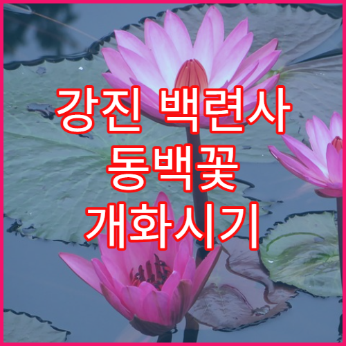 강진 백련사 동백꽃 개화시기 절정 시기