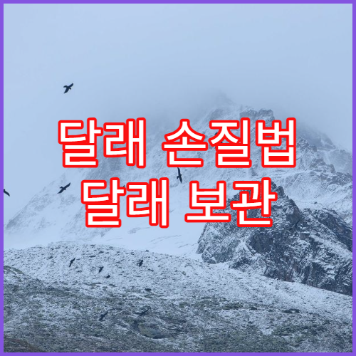 달래 손질법 달래 보관 방법 정리