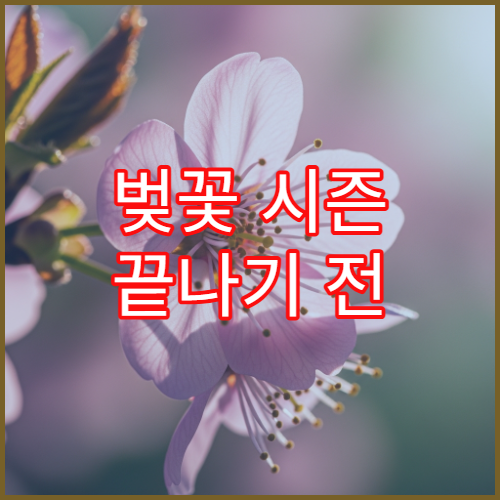 벚꽃 시즌 끝나기 전 막차 타기 좋은 늦게 피는 벚꽃 명소 3곳