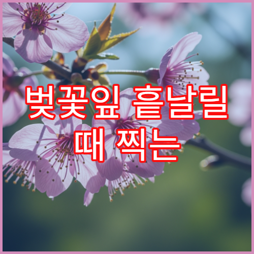 벚꽃잎 흩날릴 때 찍는 동영상(릴스/쇼츠) 예쁘게 나오는 구도