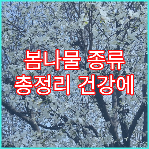 봄나물 종류 총정리 건강에 좋은 나물