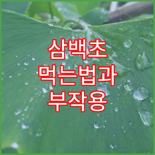 삼백초 먹는법과 부작용 알아보기