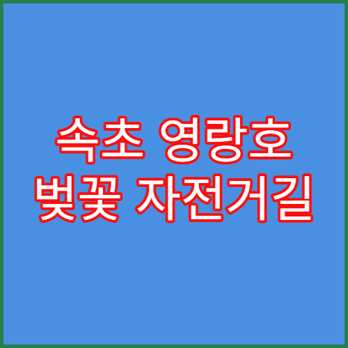속초 영랑호 벚꽃 자전거길 2026 실시간 만개 상황 및 뷰포인트