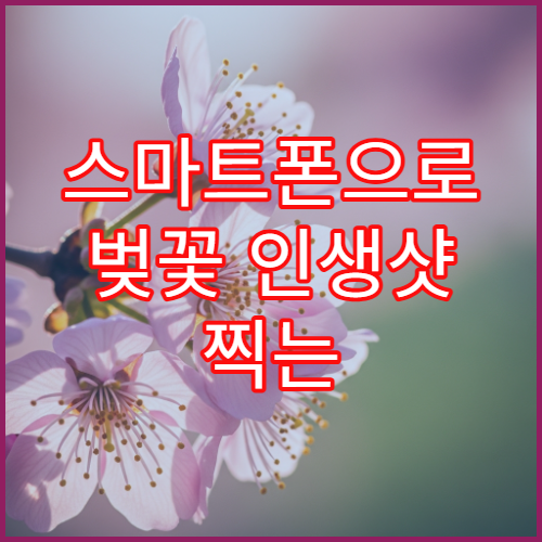 스마트폰으로 벚꽃 인생샷 찍는 법 (갤럭시/아이폰 카메라 설정 꿀팁)