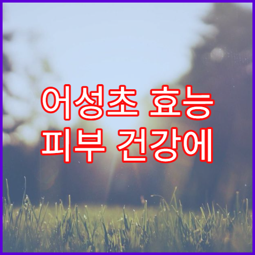어성초 효능 피부 건강에 좋은 이유