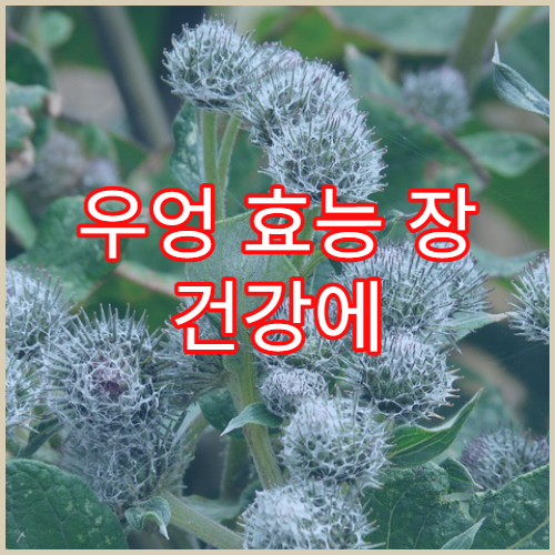 우엉 효능 장 건강에 좋은 이유