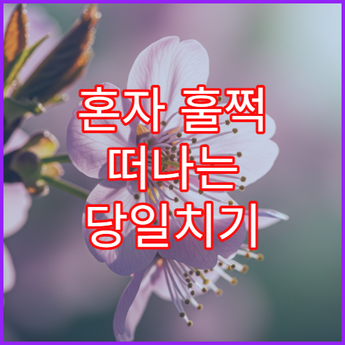 혼자 훌쩍 떠나는 당일치기 벚꽃 기차 여행 코스 (ktx/srt 예매 팁)